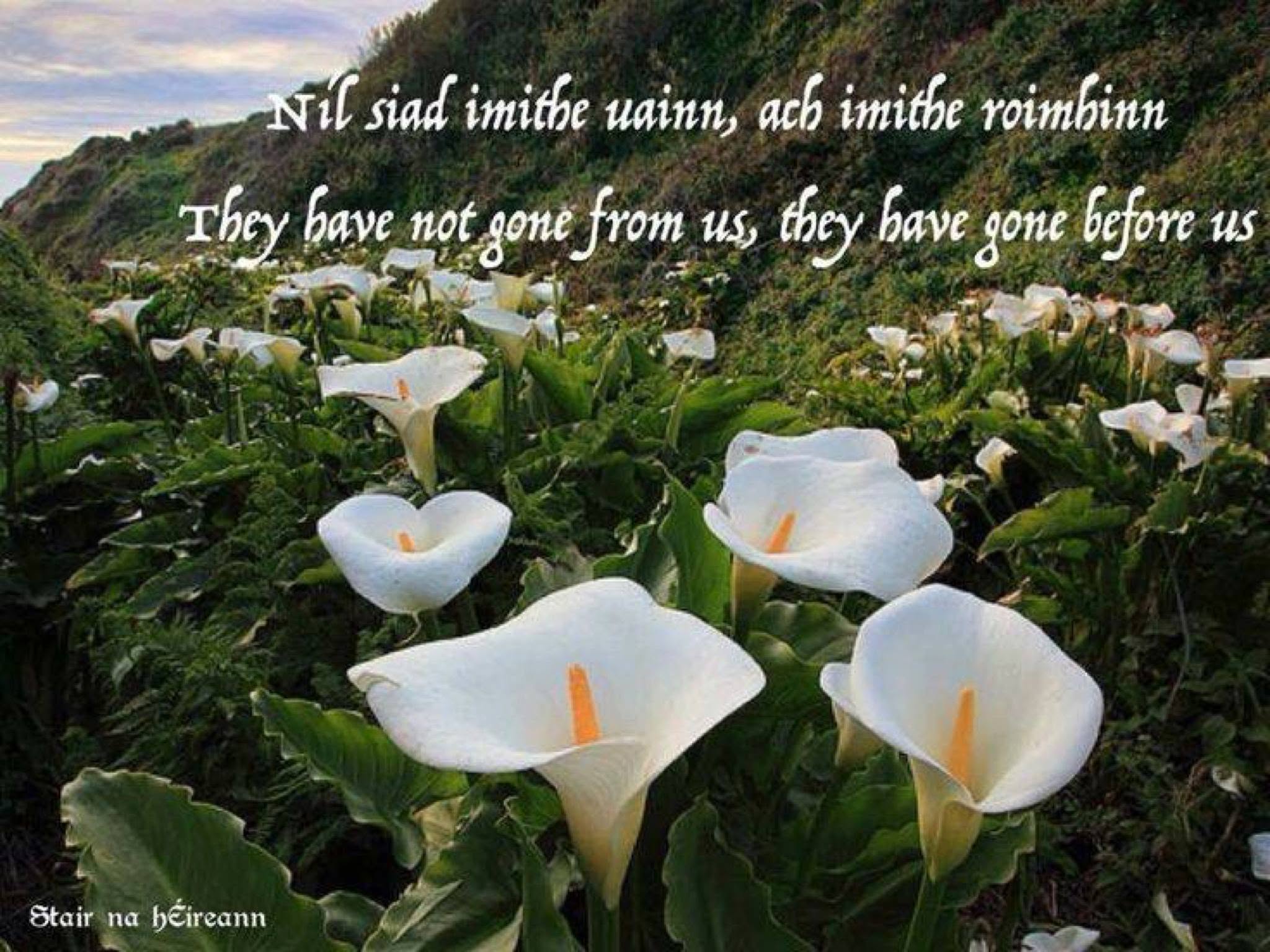 Tribute Image